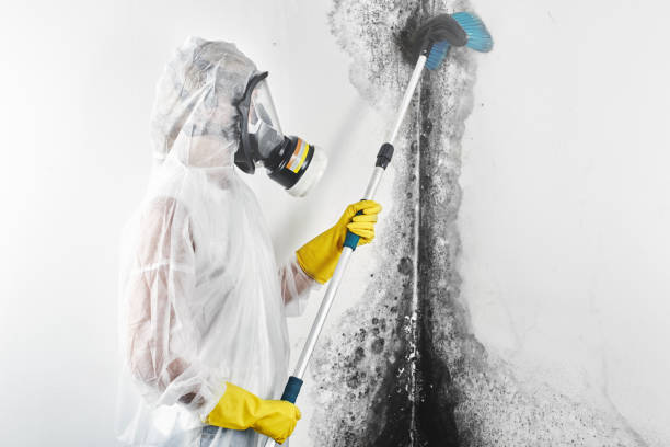Best Mold Prevention Services  in Amelia, OH