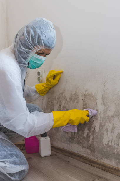 Best Crawl Space Mold Remediation  in Amelia, OH