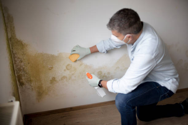 Best Forensic Mold Investigation  in Amelia, OH