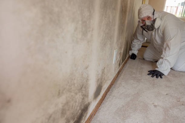 Professional Mold Removal in Amelia, OH